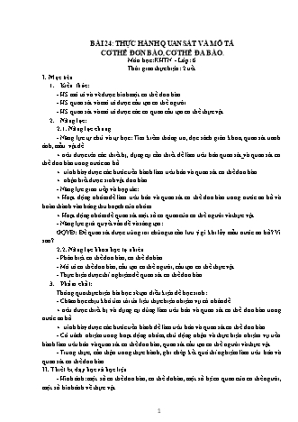 Giáo án Khoa học tự nhiên Lớp 6 Sách Kết nối tri thức với cuộc sống - Chương 6 - Bài 24: Thực hành quan sát và mô tả cơ thể đơn bào, cơ thể đa bào