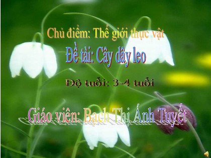 Bài giảng Mầm non Lớp Mầm - Chủ điểm: Thế giới thực vật - Đề tài: Cây dây leo - Bạch Thị Ánh Tuyết